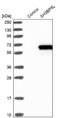 Western Blot: SH3BP5L Antibody [NBP2-38385]