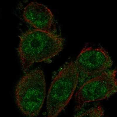 Immunocytochemistry/ Immunofluorescence: SH3D19 Antibody [NBP2-56246]