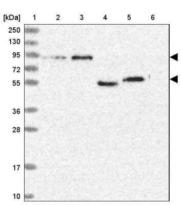 Western Blot: SH3D21 Antibody [NBP1-94120]