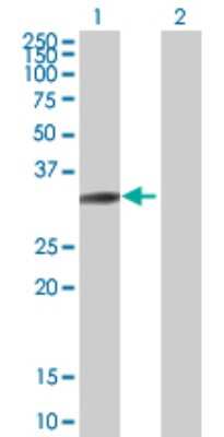 Western Blot: SH3GL3 Antibody [H00006457-B01P]