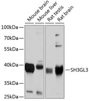 Western Blot: SH3GL3 AntibodyBSA Free [NBP2-94877]