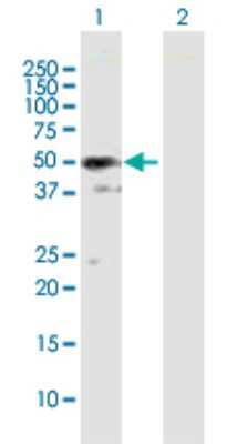 Western Blot: SH3GLB2 Antibody [H00056904-B01P]