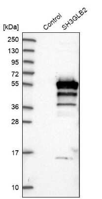 Western Blot: SH3GLB2 Antibody [NBP1-81368]