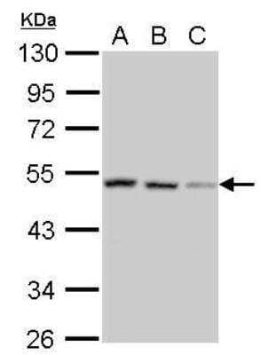 Western Blot: SH3GLB2 Antibody [NBP2-20346]