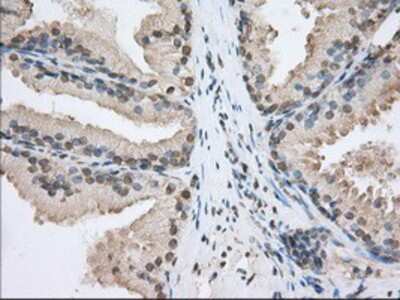 Immunohistochemistry-Paraffin: SH3PX1 Antibody (OTI1B5) [NBP2-02609]