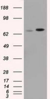Western Blot: SH3PX1 Antibody (OTI1B5) [NBP2-02609]