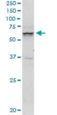 Western Blot: SH3PX1 Antibody (3C6) [H00051429-M03]