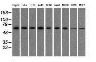 Western Blot: SH3PX1 Antibody (OTI1B5)Azide and BSA Free [NBP2-74158]