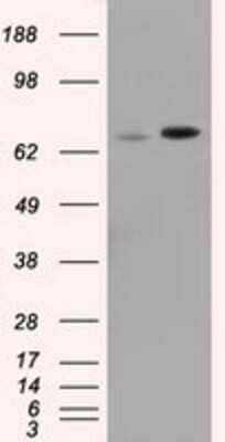 Western Blot: SH3PX1 Antibody (OTI1B5)Azide and BSA Free [NBP2-74158]