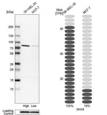 Western Blot: SH3PX1 Antibody [NBP1-80777]