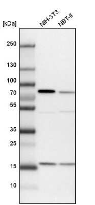 Western Blot: SH3PX1 Antibody [NBP1-80777]