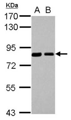 Western Blot: SH3PX1 Antibody [NBP2-20348]