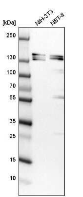 Western Blot: SH3PXD2A Antibody [NBP1-90454]