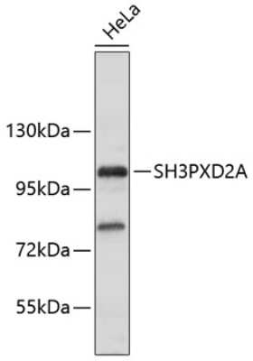 Western Blot: SH3PXD2A AntibodyAzide and BSA Free [NBP3-16808]