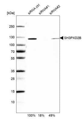 Western Blot: SH3PXD2B Antibody [NBP1-93965]