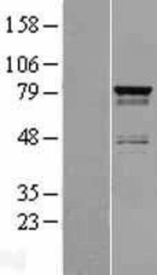 Western Blot: SH3RF2 Overexpression Lysate [NBP2-05344]