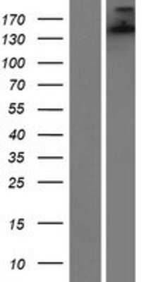 Western Blot: SH3TC1 Overexpression Lysate [NBP2-06742]