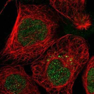 Immunocytochemistry/ Immunofluorescence: SH3YL1 Antibody [NBP1-84134]