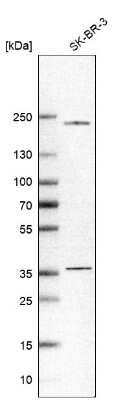 Western Blot: SH3YL1 Antibody [NBP1-84133]