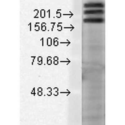 Western Blot: SHANK1 Antibody (N22/21) [NBP2-12915]