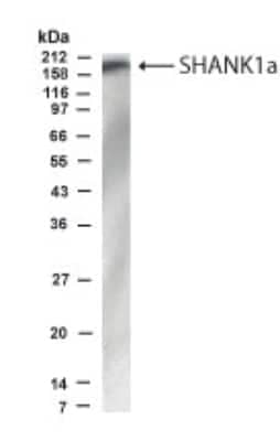 Western Blot: SHANK1 AntibodyBSA Free [NB300-166]