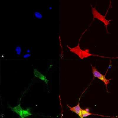 Immunocytochemistry/ Immunofluorescence: SHANK2 Antibody (N23b/49) [NBP2-12913]
