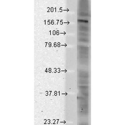 Western Blot: SHANK2 Antibody (N23b/49) [NBP2-12913]