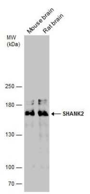 Western Blot: SHANK2 Antibody [NBP3-13215]