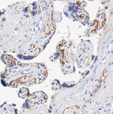 Immunohistochemistry-Paraffin: SHANK3 Antibody [NBP1-82900]