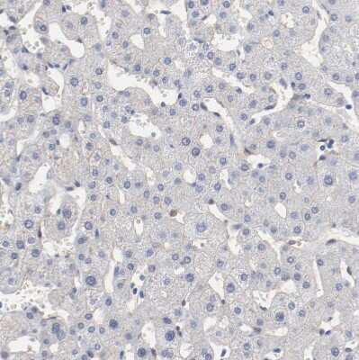 Immunohistochemistry-Paraffin: SHANK3 Antibody [NBP1-82900]