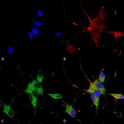 Immunocytochemistry/ Immunofluorescence: SHANK3 Antibody (S367-51) [NBP2-42189]