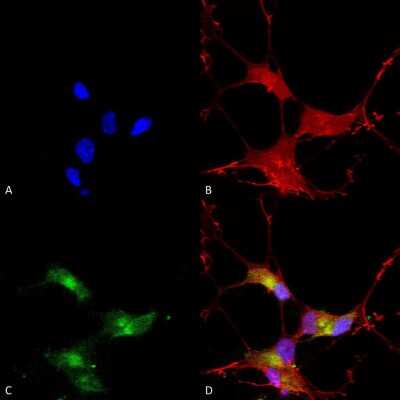 Immunocytochemistry/ Immunofluorescence: SHANK3 Antibody (S69) [NBP1-47610]