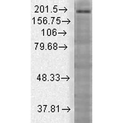 Western Blot: SHANK3 Antibody (S69) [NBP1-47610]