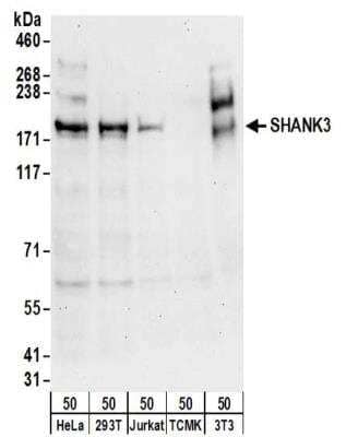 Western Blot: SHANK3 Antibody [NBP2-32161]