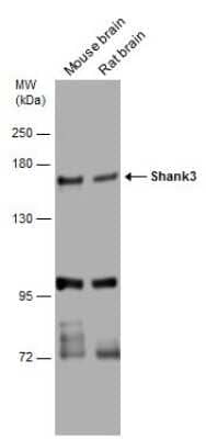 Western Blot: SHANK3 Antibody [NBP3-13162]