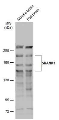 Western Blot: SHANK3 Antibody [NBP3-13167]