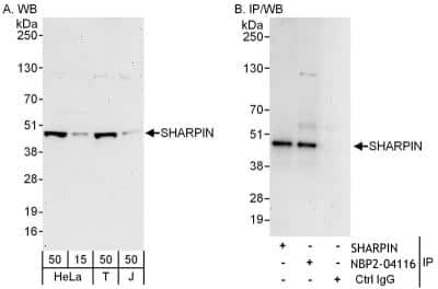 Immunoprecipitation: SHARPIN Antibody [NBP2-04116]