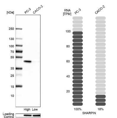 Western Blot: SHARPIN Antibody [NBP1-92386]