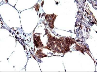 Immunohistochemistry: SHBG Antibody (OTI1H10) [NBP2-45825]