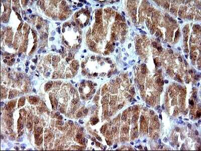 Immunohistochemistry: SHBG Antibody (OTI1H10) [NBP2-45825]