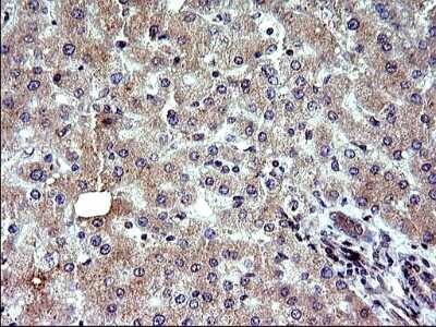 Immunohistochemistry: SHBG Antibody (OTI1H10) [NBP2-45825]
