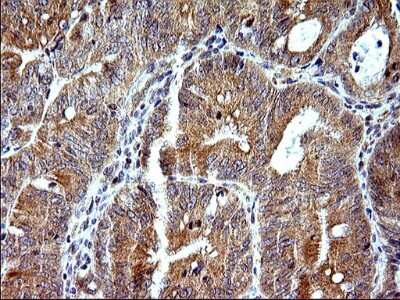 Immunohistochemistry: SHBG Antibody (OTI1H10) [NBP2-45825]