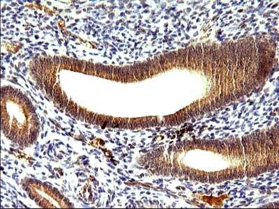 Immunohistochemistry: SHBG Antibody (OTI1H10) [NBP2-45825]
