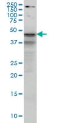 Western Blot: SHBG Antibody (5E6) [H00006462-M01]