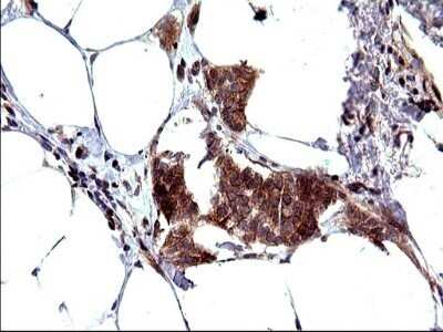 Immunohistochemistry: SHBG Antibody (OTI1H10) - Azide and BSA Free [NBP2-74166]