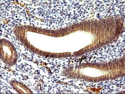 Immunohistochemistry: SHBG Antibody (OTI1H10) - Azide and BSA Free [NBP2-74166]