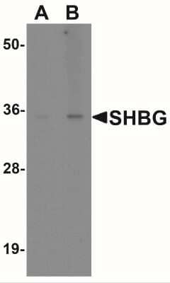 Western Blot: SHBG AntibodyBSA Free [NBP2-41294]