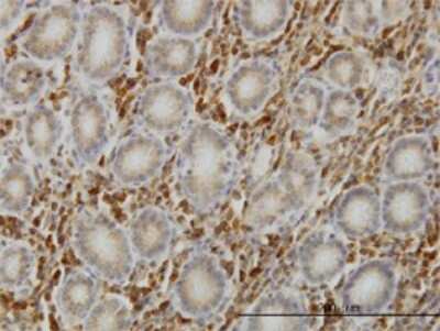 Immunohistochemistry-Paraffin: SHC1 Antibody (3F4) [H00006464-M01]