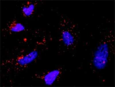 Proximity Ligation Assay: SHC1 Antibody (3F4) [H00006464-M01]