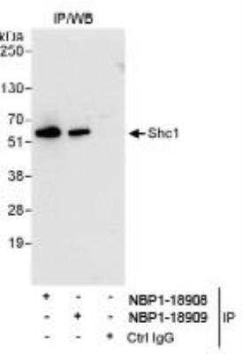 Immunoprecipitation: SHC1 Antibody [NBP1-18908]